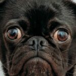 Was Dog with a Blog Really Cancelled?