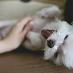 What Are the Best Dog Coat Care Products on the Market?