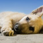 What Should I Do if I Can No Longer Take Care of My Dog?