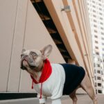Do Dog Sweaters Really Keep Them Warm?