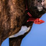 What Is the Best Dog Collar ID for Your Pet?