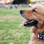 How Can Dog Rescue Events Make a Difference?