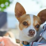 Are There Any Upcoming Dog Events in Louisville, KY?