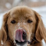 Are Dog Events in Austin Worth Attending?