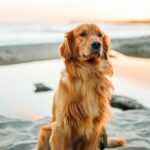 How Can I Safely and Effectively Give My Dog Ear Medicine?