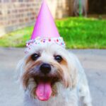 What Are the Best Gastro Medicines for Dogs?