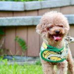 What Are the Best Dog Parks in Toronto?