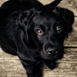 Related Articles: Do rescue dogs know they have been rescued?
