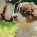 What Is the Best Dog Training Guide for Puppies of Different Ages?