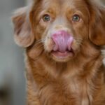 What Happened to Zukes Dog Treats?