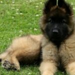 What Are the Best Dog Calming Treats?