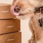 What Are the Best Dog Treats for Gastrointestinal Problems?