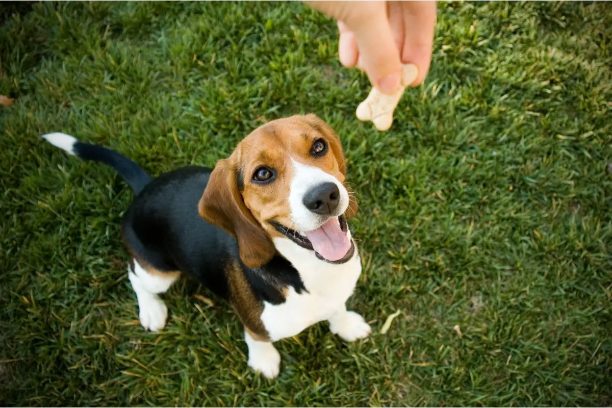 10 Greatest Milk-Bone Dog Treats Anyone With A Dog Should Check Out