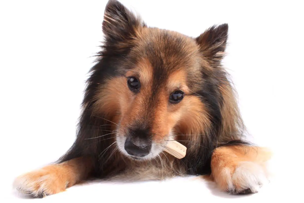 10 Greatest Whimzees Dog Treats Anyone With A Dog Should Check Out
