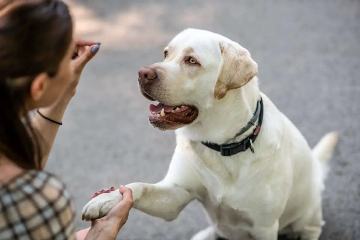 11 Amazing Dog Training Treats You Must Not Miss