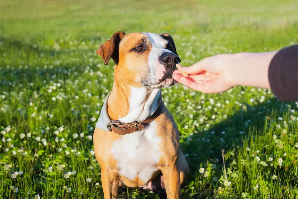 6 Best Dog-Calming Treats To Try Today