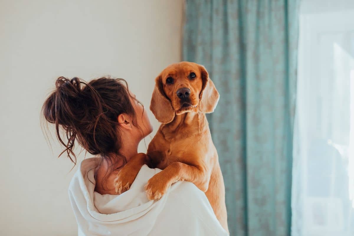 A Complete Guide To Owning A Dog For Beginners