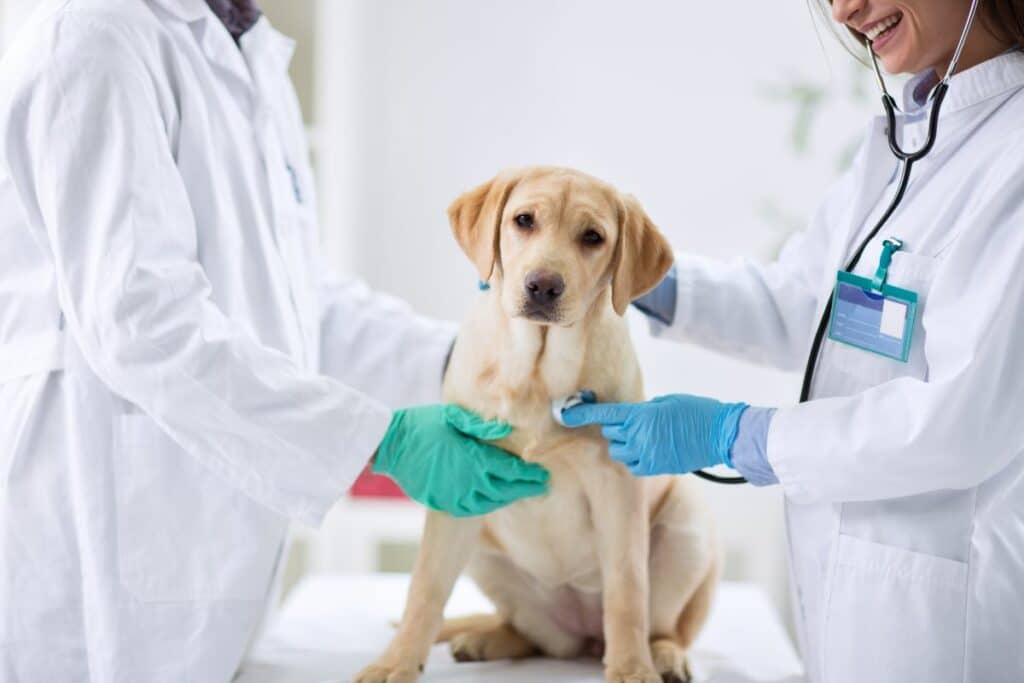 Managing Your Dog’s Health